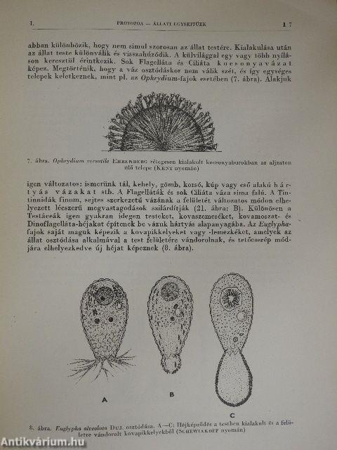 Protozoa-Állati egysejtűek