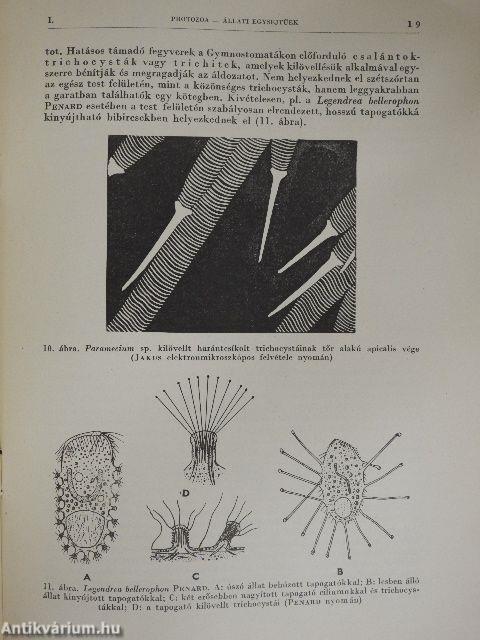 Protozoa-Állati egysejtűek