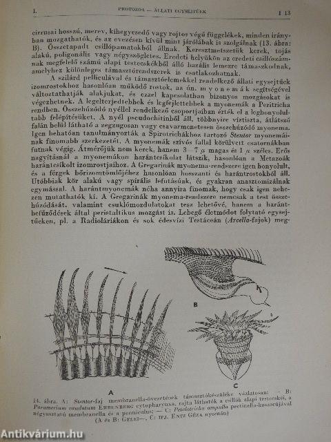 Protozoa-Állati egysejtűek