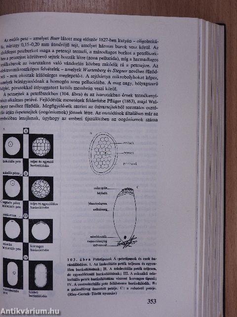 Korunk biológiája