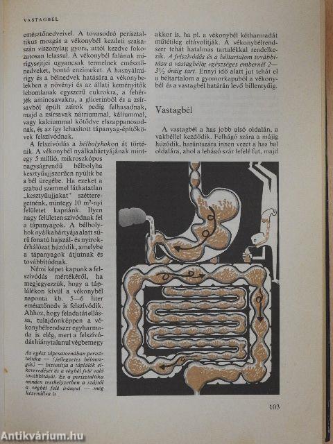 Orvos a családban