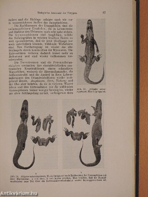 Einführung in die Vergleichende Biologische Anatomie der Wirbeltiere I.