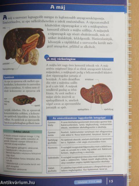 A varázslatos emberi test - Biológia