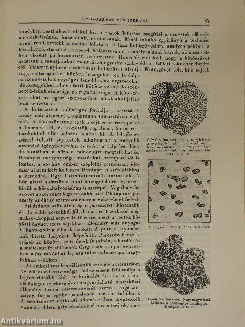 A kultúra világa - Az egészség/Lélektan-nevelés/Sport és testkultúra