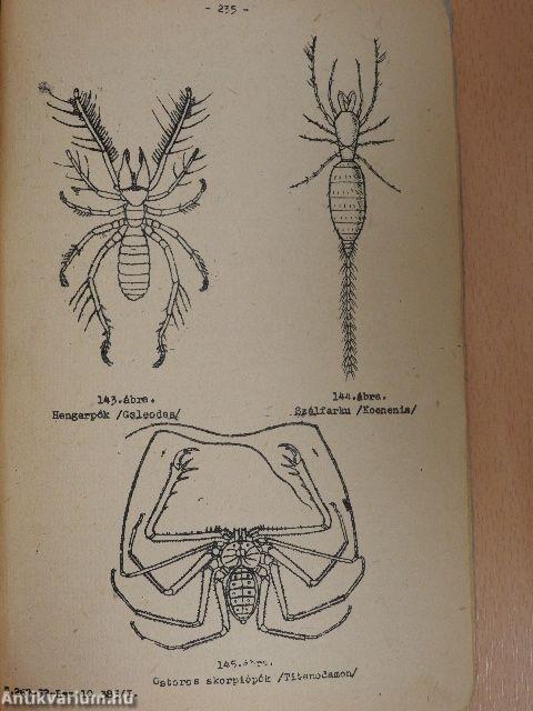 Állatrendszertan III. 