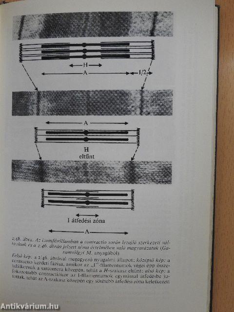 Funkcionális anatómia 1. (töredék)