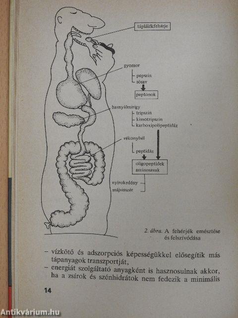 Az éhezéstől az elhízásig