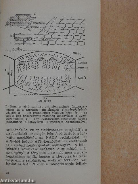 Szerkezetek és rendszerek a növényvilágban