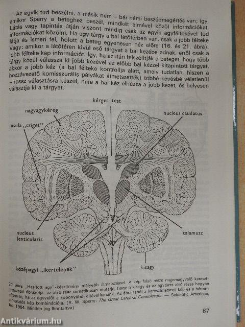 A pszichológia alapkérdései