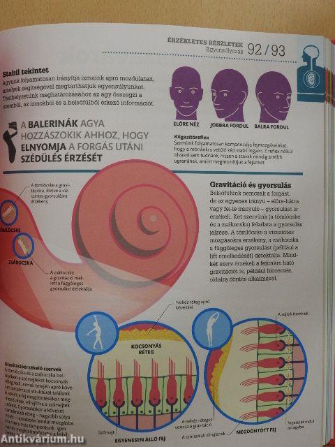 Mindent az emberi testről