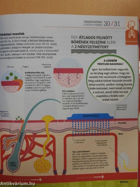 Mindent az emberi testről