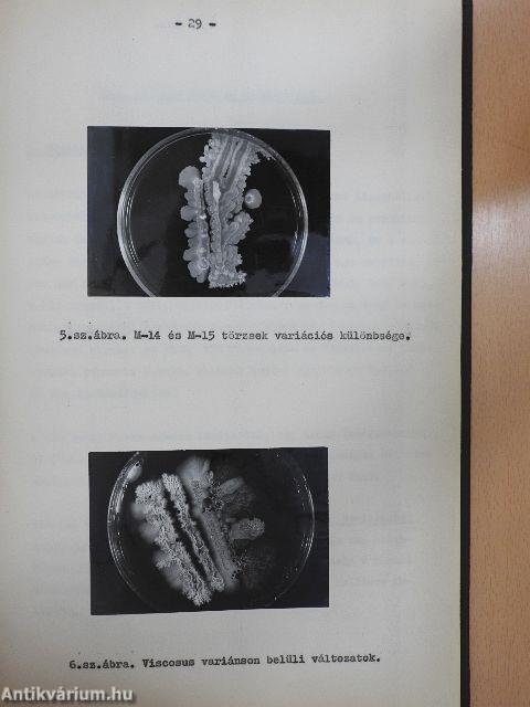 A kenyér nyulósodását okozó bacillus subtilis variánsok laboratóriumi vizsgálata