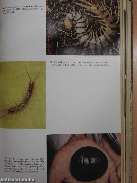 Urania Állatvilág - Alsóbbrendű állatok