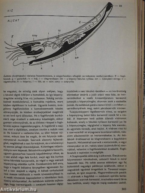 Urania Állatvilág - Alsóbbrendű állatok