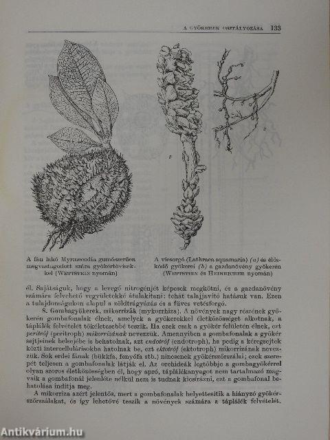 Kertészeti növénytan I.