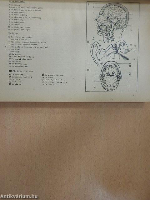 Egységes angol orvosi nyelvkönyv és szöveggyűjtemény