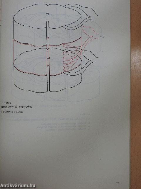 Neuroanatomia