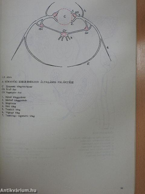 Neuroanatomia