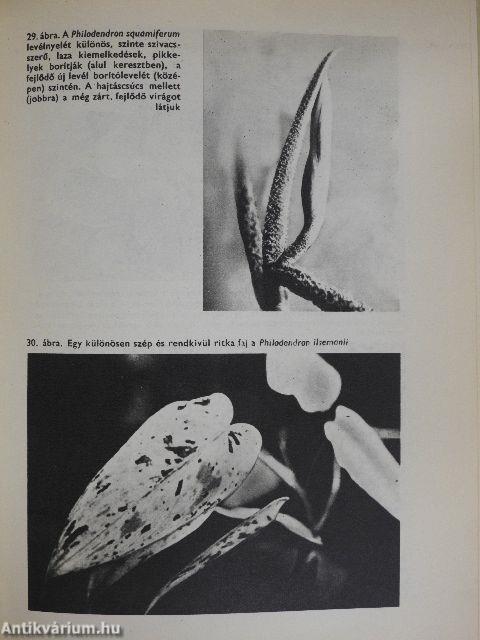 A növényvilág csodái