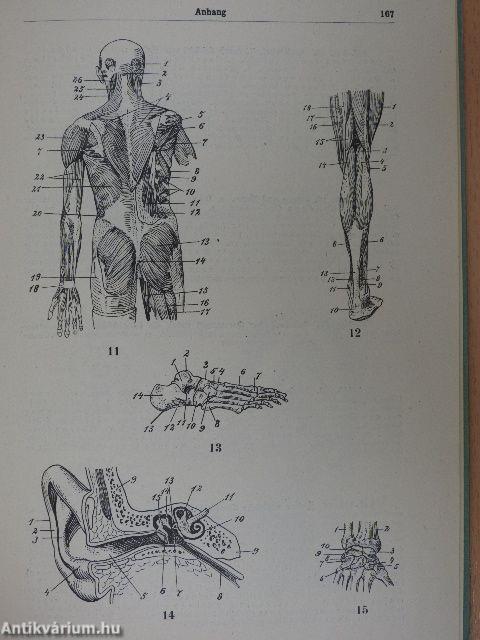 Taschenwörterbuch der medizinischen Fachausdrücke für Nichtärzte