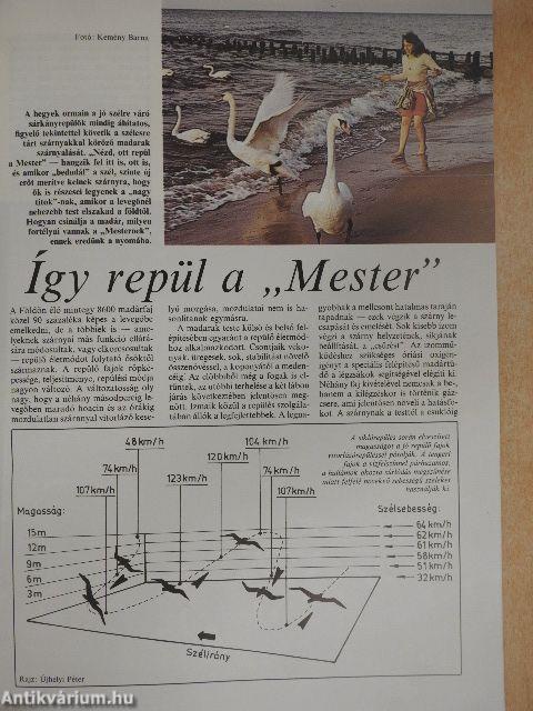 Repülő Háttér 1988/11.