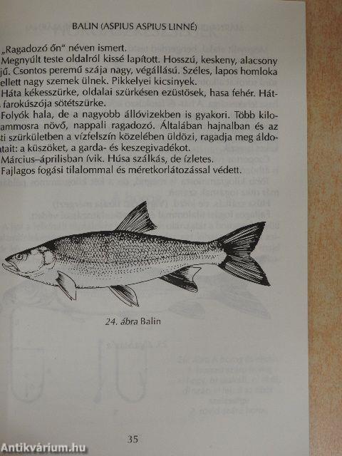 Első horgászkönyvem