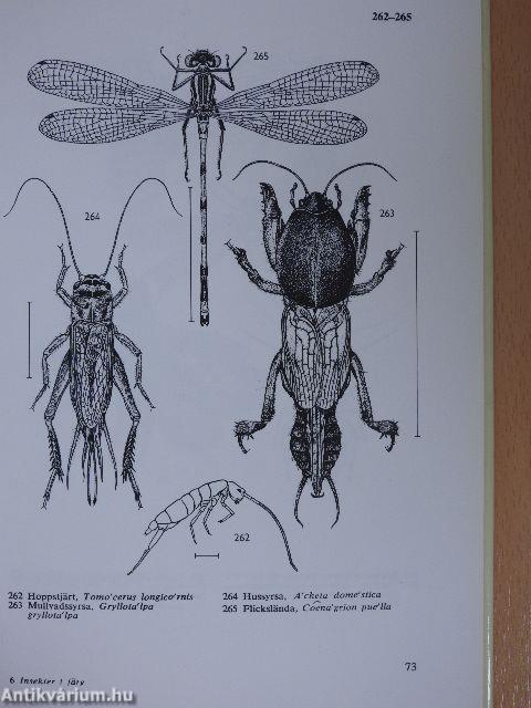 Insekter