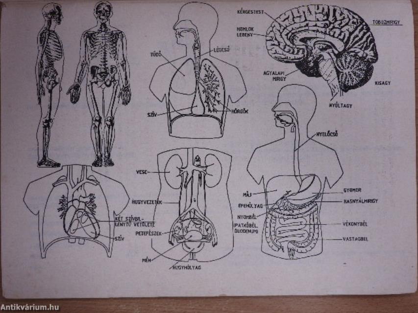 A Silva-módszer a lelki képességek fejlesztésére és a stressz kezelésére