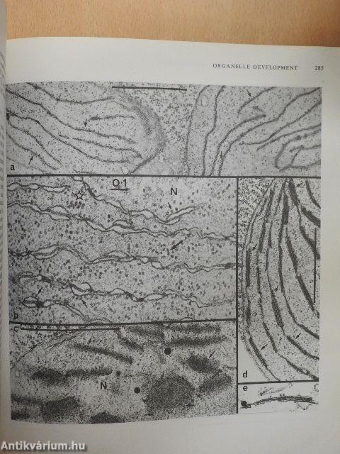 The Developmental Biology of Plants and Animals