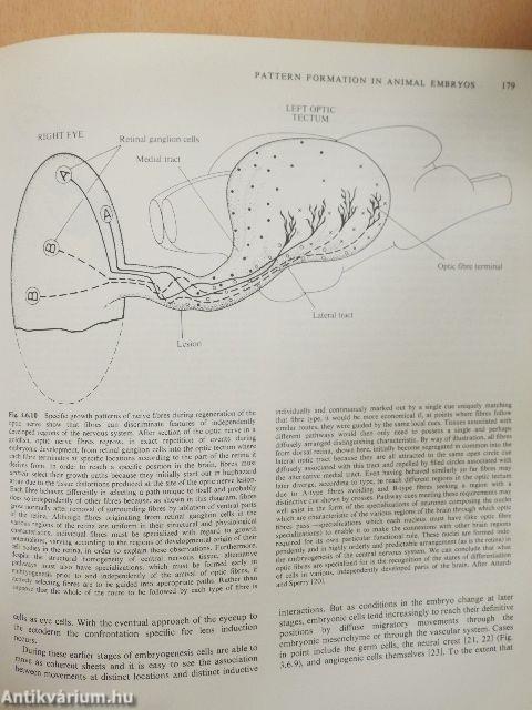 The Developmental Biology of Plants and Animals