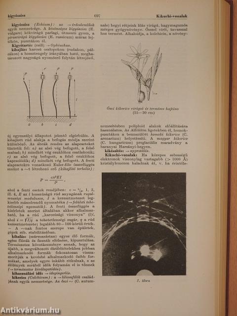 Természettudományi lexikon 1-7.