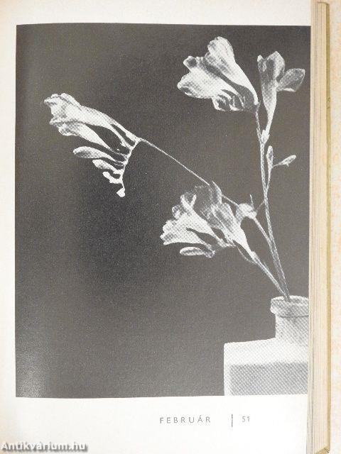 Virágkalendárium 1968