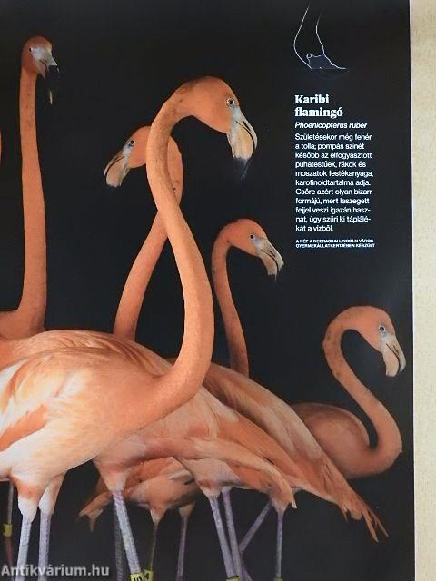 National Geographic Magyarország 2018. január