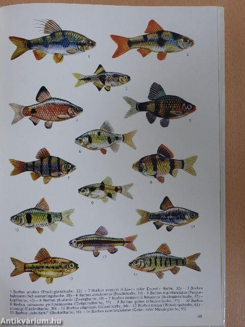 Karpfenfische und Karpfenähnliche