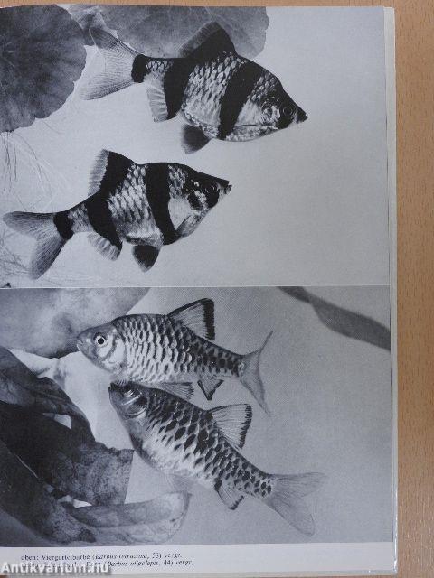 Karpfenfische und Karpfenähnliche