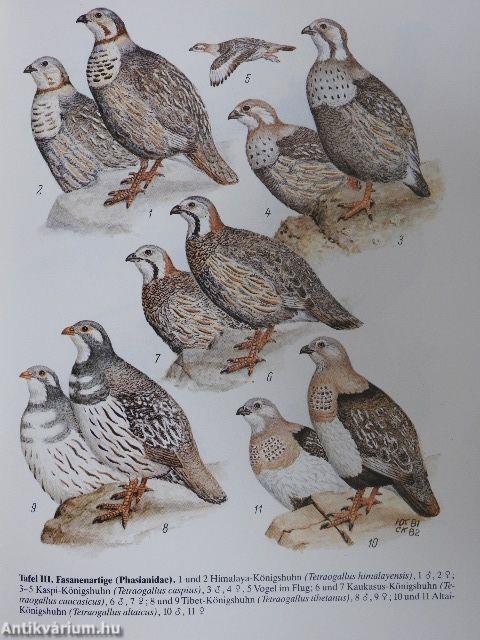 Galliformes/Gruiformes