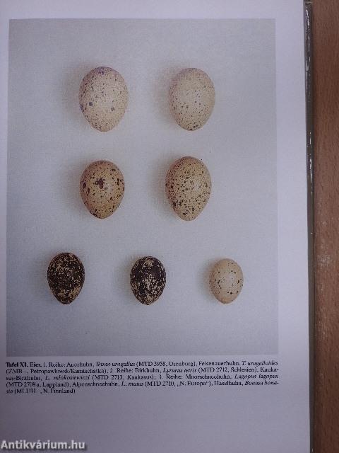 Galliformes/Gruiformes