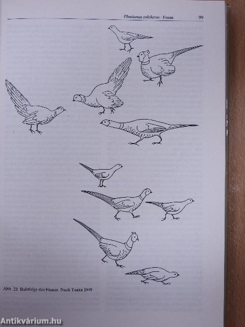 Galliformes/Gruiformes