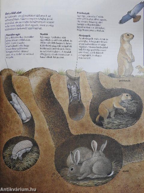 Hol élnek az állatok?