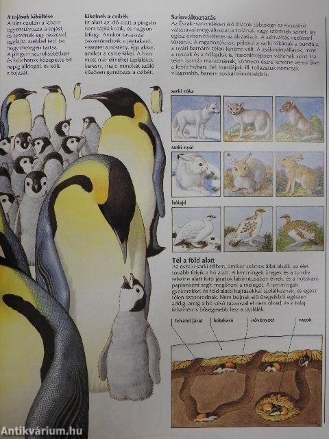 Hol élnek az állatok?