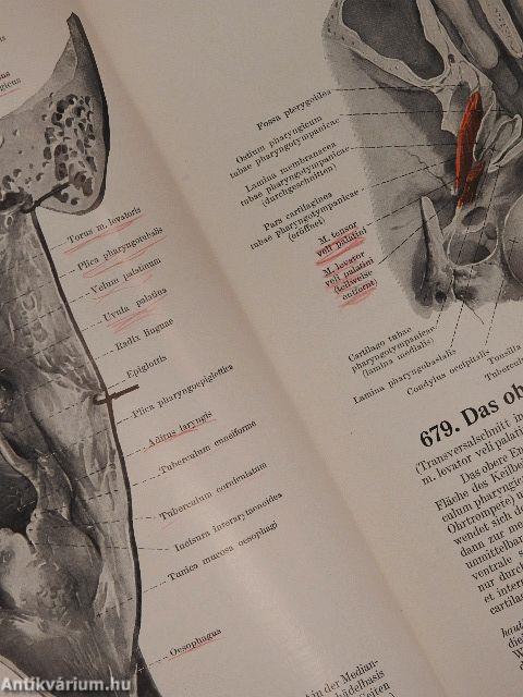 Handatlas der Anatomie des Menschen 1-3.