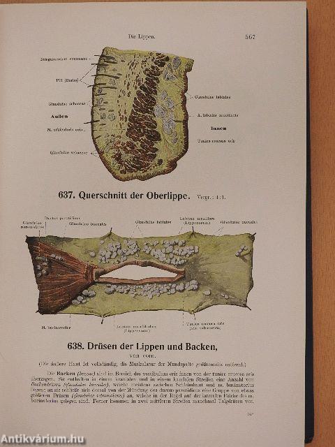 Handatlas der Anatomie des Menschen 1-3.