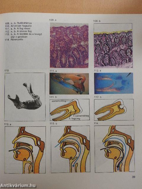 Biológiai album II.