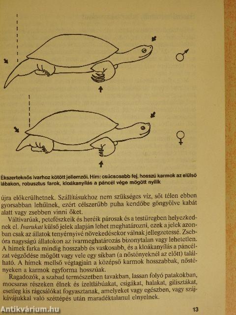 Állatkedvencek tartása és gyógyítása