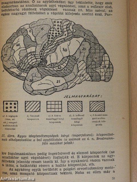 Az ember idegrendszere a pavlovi nervizmus megvilágításában