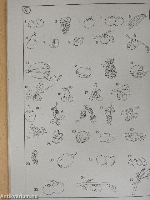 Német-magyar képes szótár