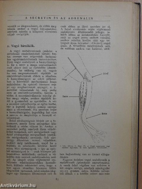 Az élet csodái I. (töredék)