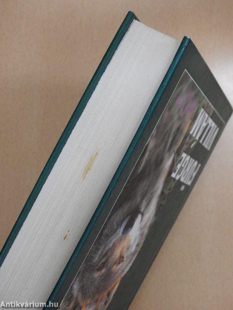 Fürge Villám/Níva, a medvebocs