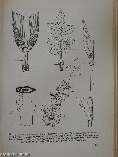 Növénytan 1-2.