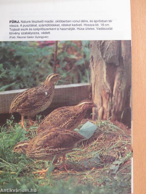 Háziállatok és társaik